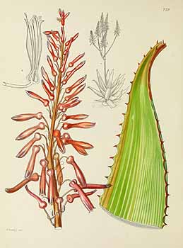 no HD illustration available (5) 