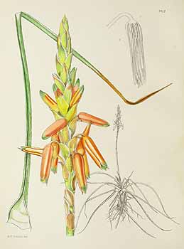 no HD illustration available (5) 