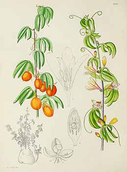 no HD illustration available (5) 