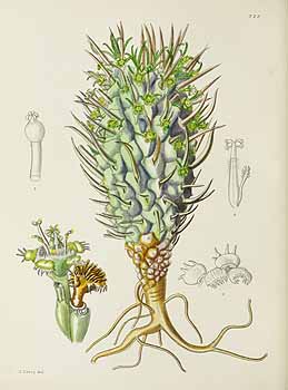 no HD illustration available (5) 