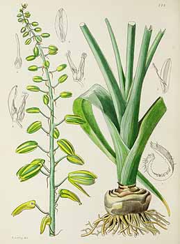 no HD illustration available (5) 