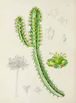 no HD illustration available (5) 