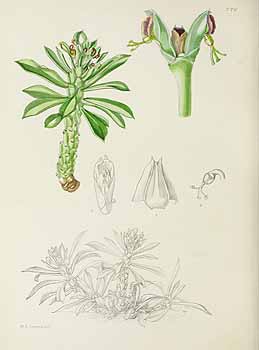 no HD illustration available (5) 