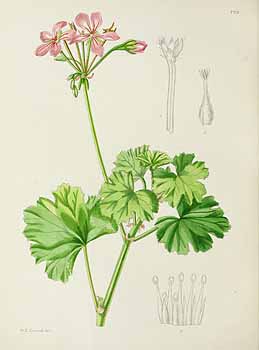 no HD illustration available (5) 