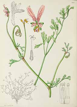 no HD illustration available (5) 