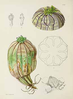 no HD illustration available (5) 