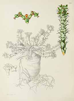 no HD illustration available (5) 