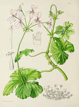 no HD illustration available (5) 