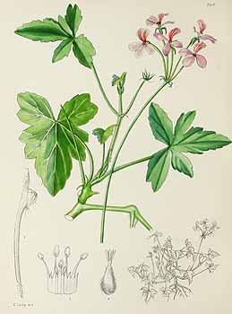 no HD illustration available (5) 