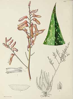 no HD illustration available (5) 