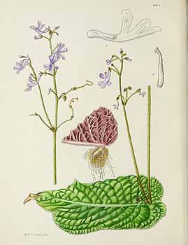 no HD illustration available (5) 