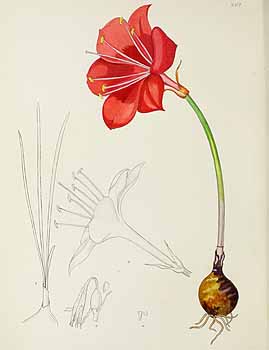 no HD illustration available (5) 