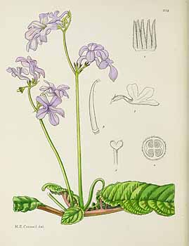 no HD illustration available (5) 