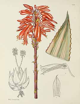 no HD illustration available (5) 