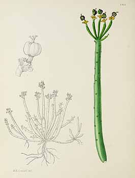 no HD illustration available (5) 