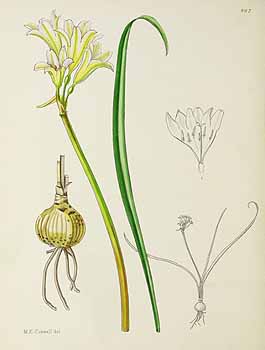 no HD illustration available (5) 