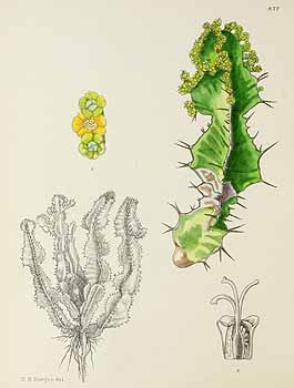 no HD illustration available (5) 