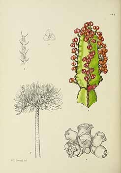 no HD illustration available (5) 