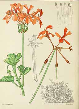 no HD illustration available (5) 