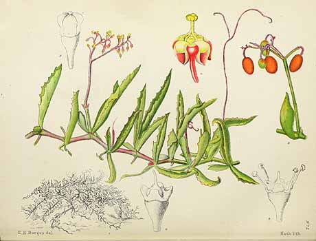 no HD illustration available (5) 