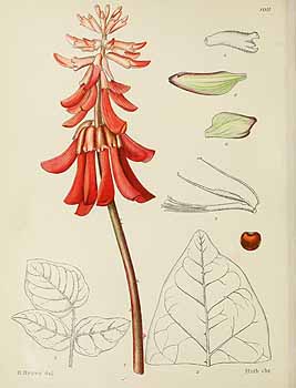 no HD illustration available (5) 