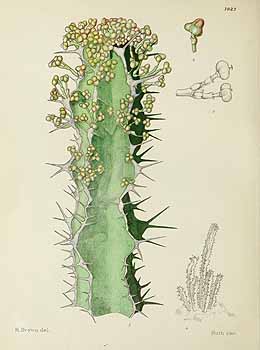 no HD illustration available (5) 