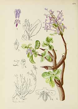 no HD illustration available (5) 