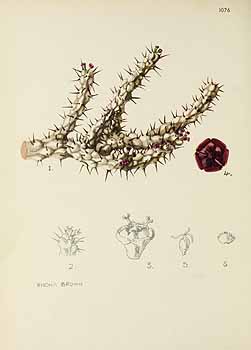 no HD illustration available (5) 