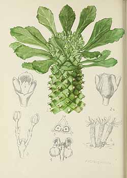 no HD illustration available (5) 