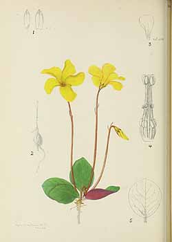 no HD illustration available (5) 