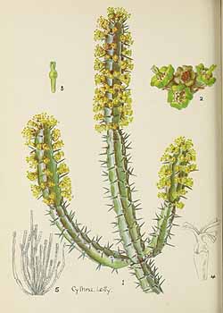 no HD illustration available (5) 