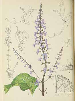 no HD illustration available (5) 