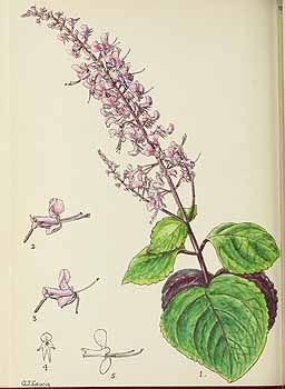 no HD illustration available (5) 