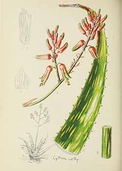 no HD illustration available (5) 