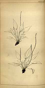 no HD illustration available (4)