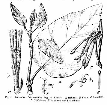 no HD illustration available (4)