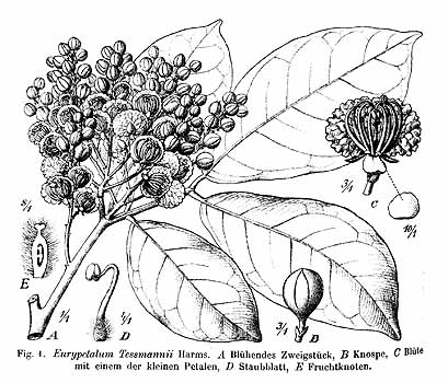 no HD illustration available (4)