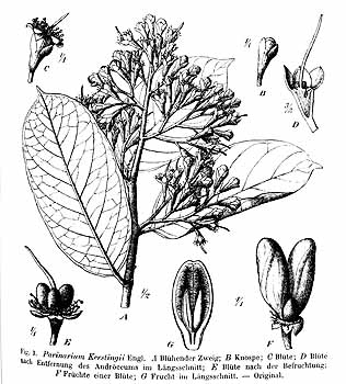 no HD illustration available (4)