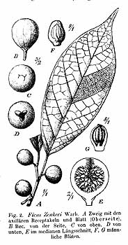 no HD illustration available (4)