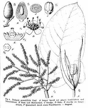 no HD illustration available (4)