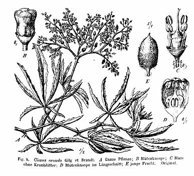 no HD illustration available (4)