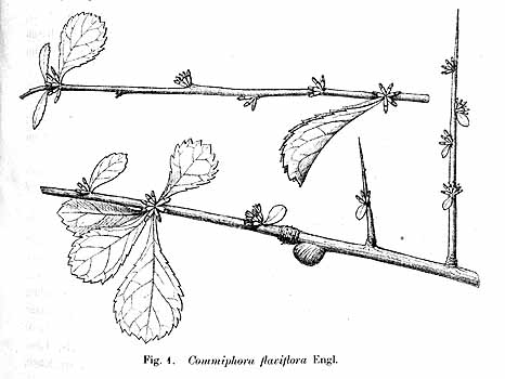 no HD illustration available (4)