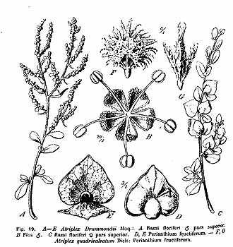 no HD illustration available (4)