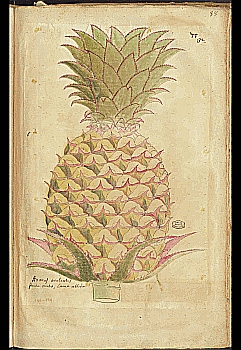 no HD illustration available (4)