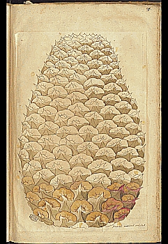 no HD illustration available (4)