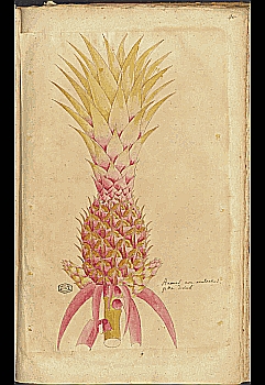 no HD illustration available (4)