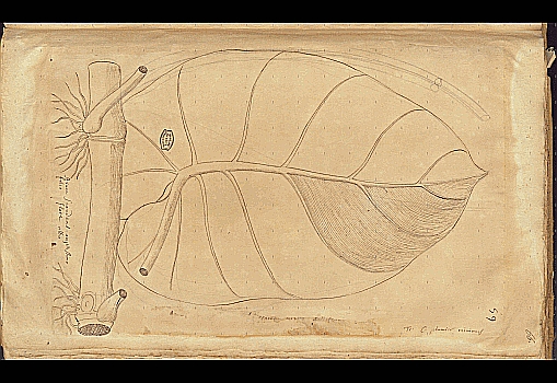 no HD illustration available (4)