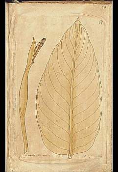 no HD illustration available (4)