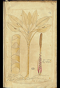 no HD illustration available (4)