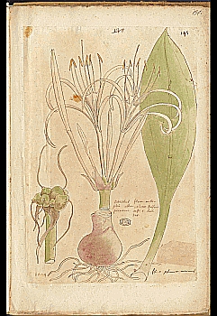 no HD illustration available (4)